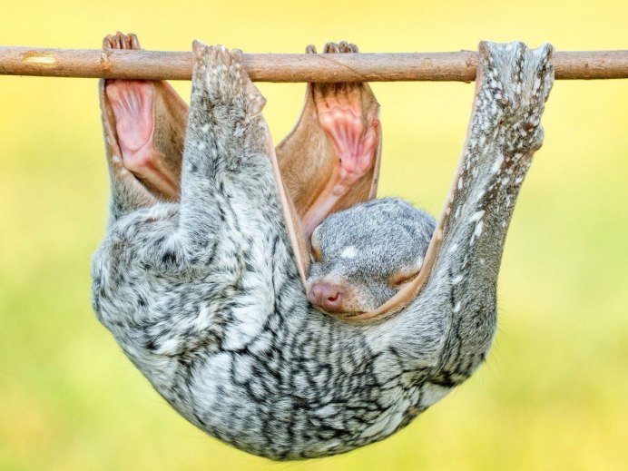 Летучий лемур Сунда