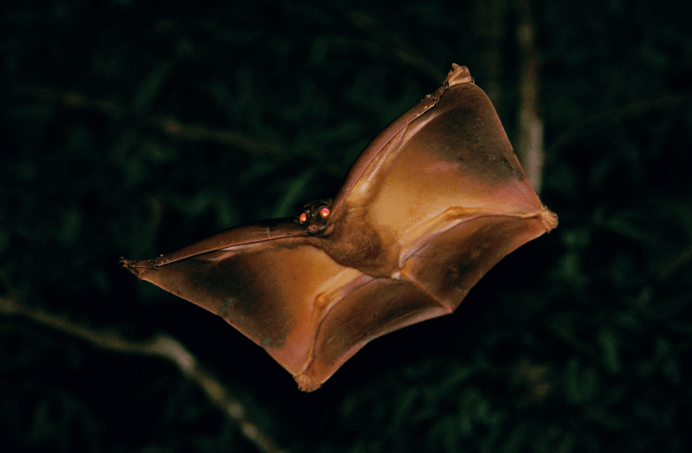 Филиппинский шерстокрыл