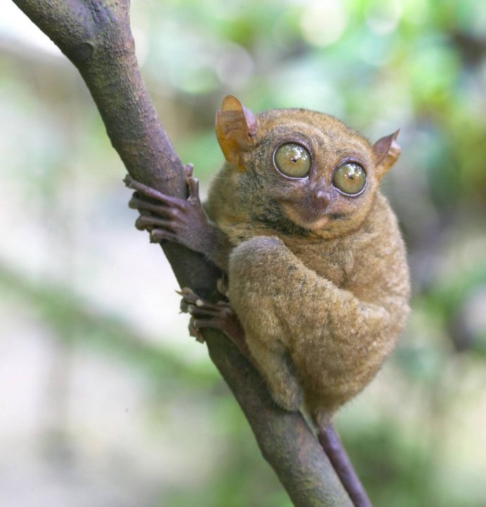 Лемур Сунда