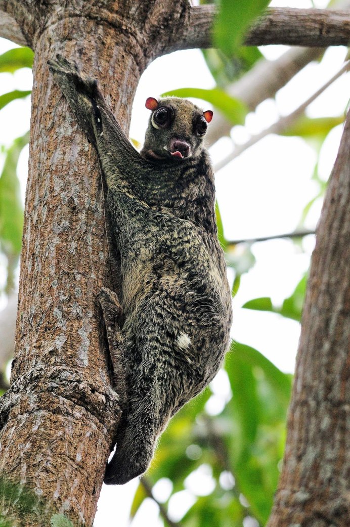 Летучий лемур Сунда