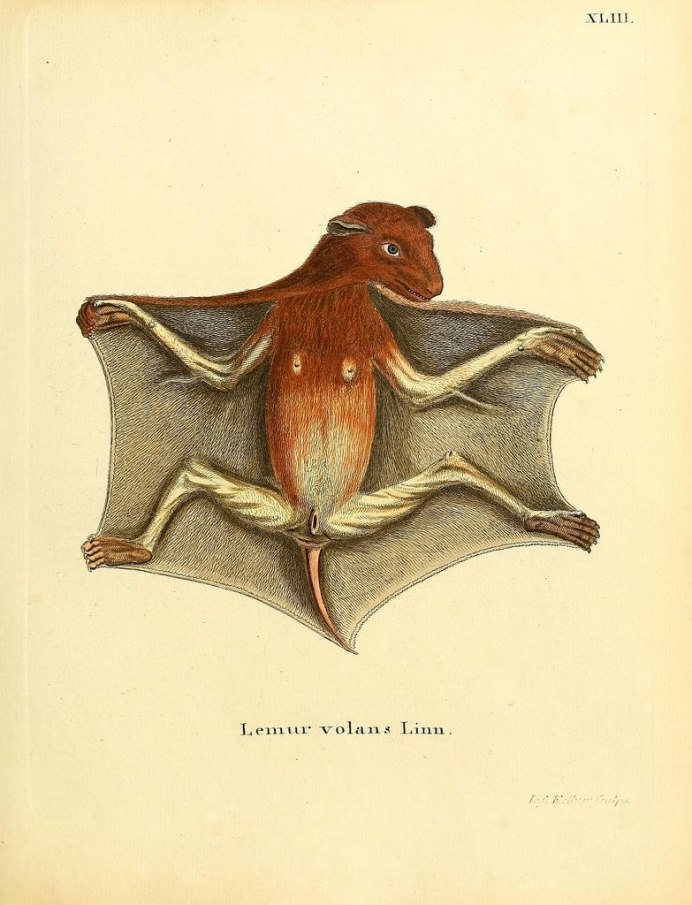 Филиппинский шерстокрыл