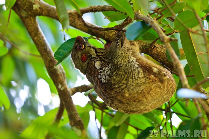 Лемур Караваджо