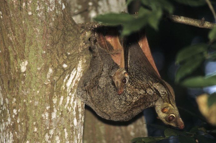 Нежный лемур