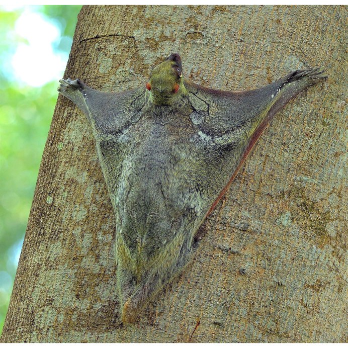 Сахарный лемур