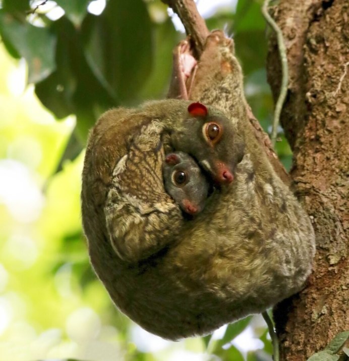 Малайский шерстокрыл
