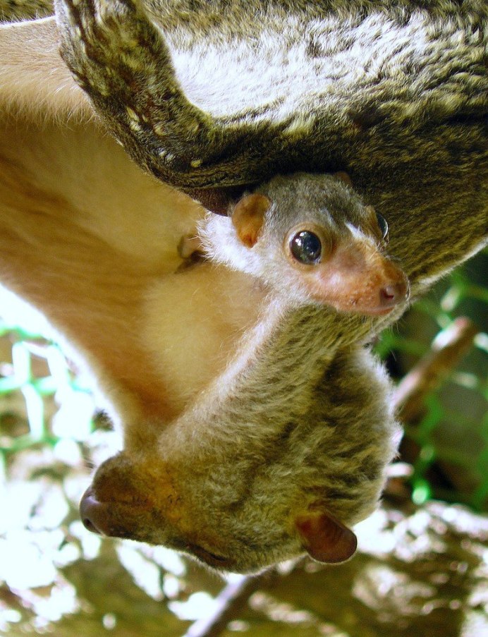 Филиппинский шерстокрыл