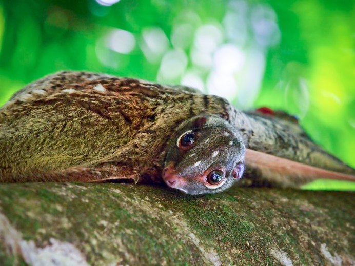 Малайский шерстокрыл