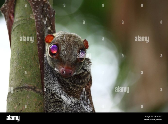 Малайский шерстокрыл