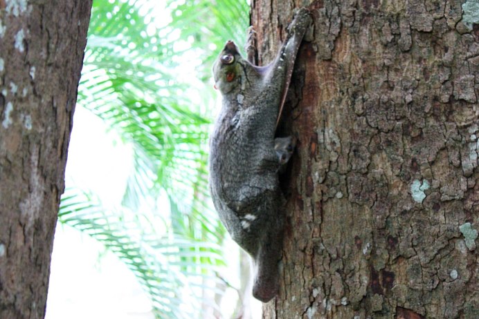 Малайский шерстокрыл (Galeopterus variegates)