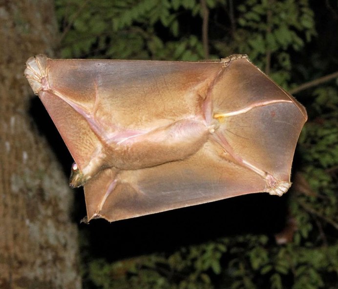 Летающий малайский шерстокрыл