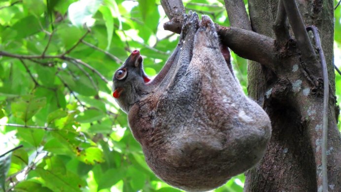 Шерстокрыл кагуан