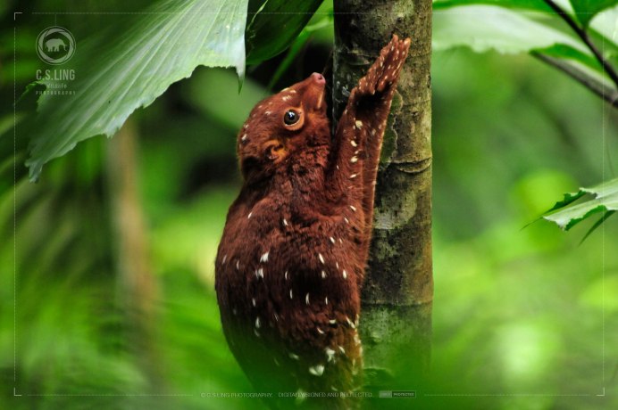 Зондский шерстокрыл