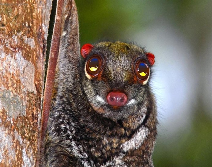 Зондский шерстокрыл