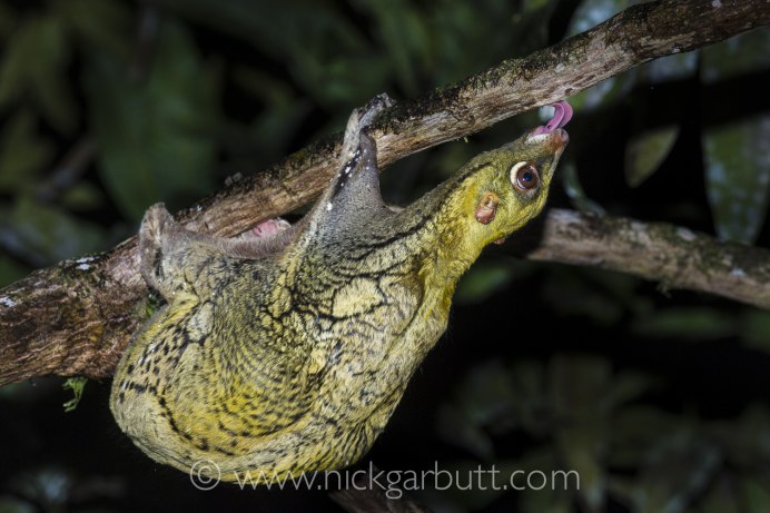 Galeopterus variegatus