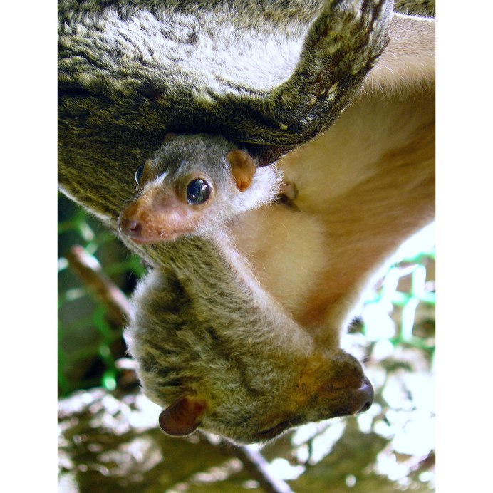 Филиппинский шерстокрыл классификация