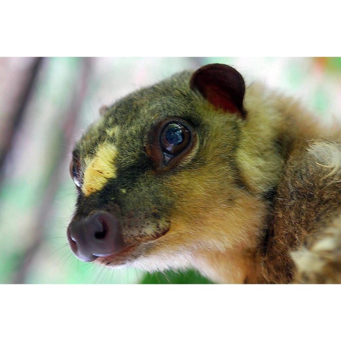 Шерстокрыл кагуан