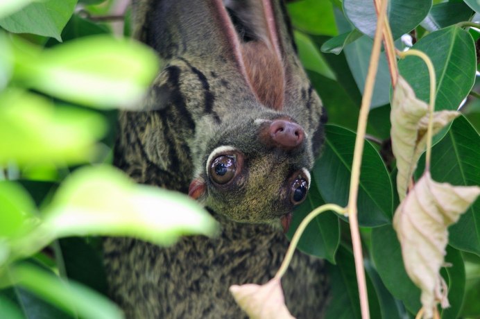 Шерстокрыл Летучий