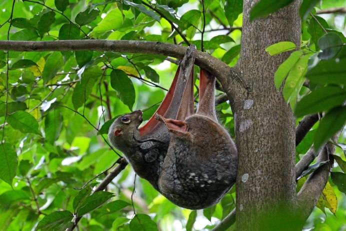 Малайский шерстокрыл (Galeopterus variegates)