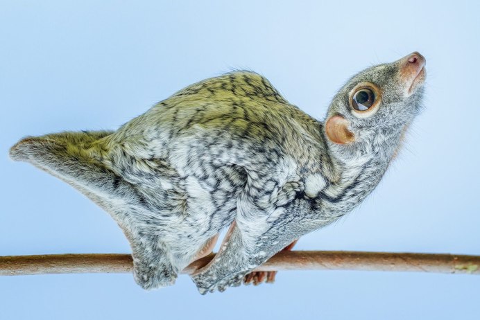 Малайский шерстокрыл