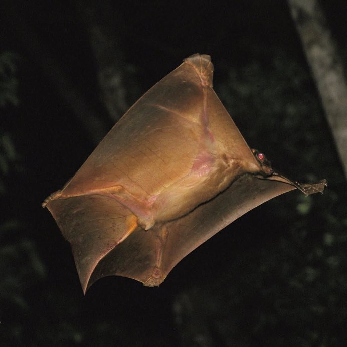 Малайский шерстокрыл