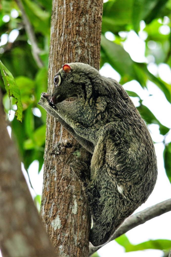 Зондский шерстокрыл