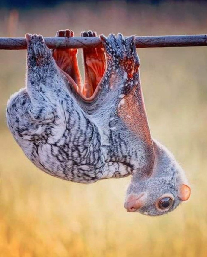 Малайзийский шерстокрыл