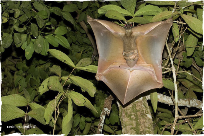 МОМО аватар