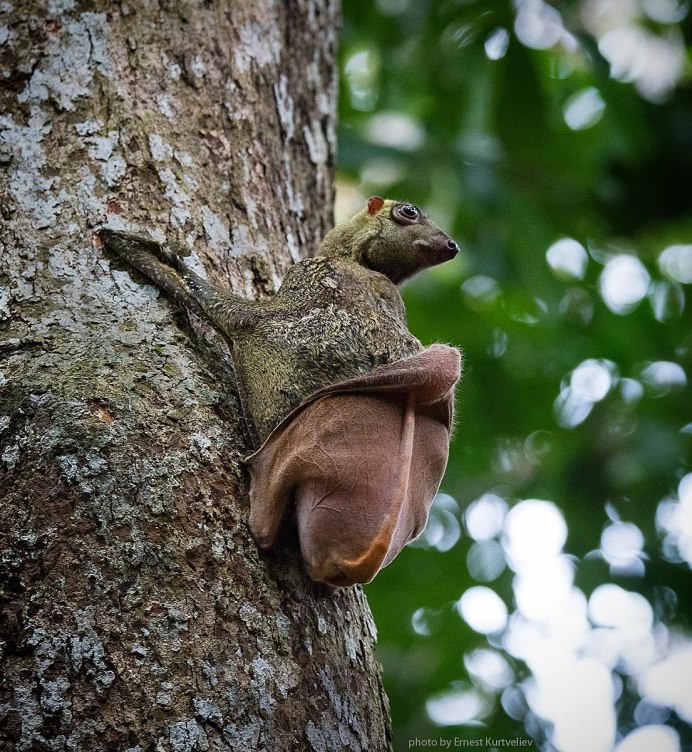 Большеглазый лемур