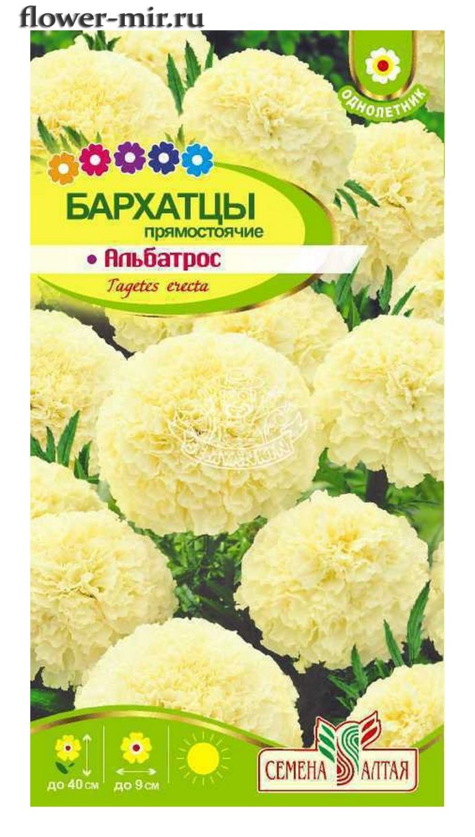 Бархатцы Тагетес прямостоячий Альбатрос
