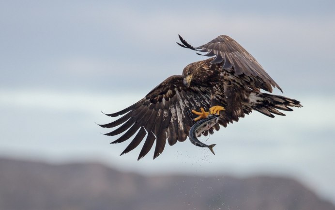 Goshawk vs Pigeon