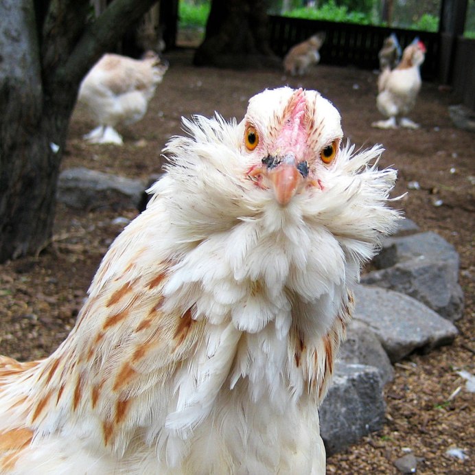 Cock петух