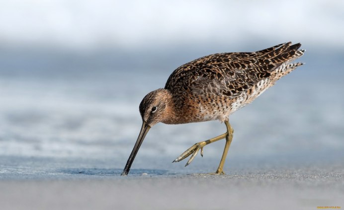Sandpiper птица