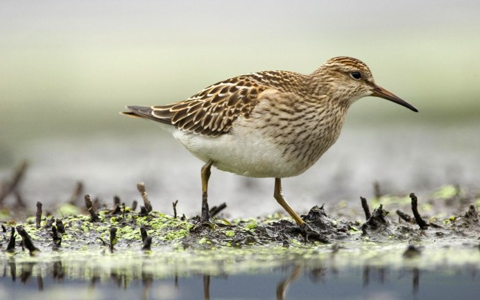 Gallinago stenura