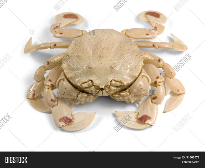 Камчатский краб (paralithodes camtschatica)