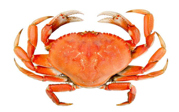 Паук Томизус