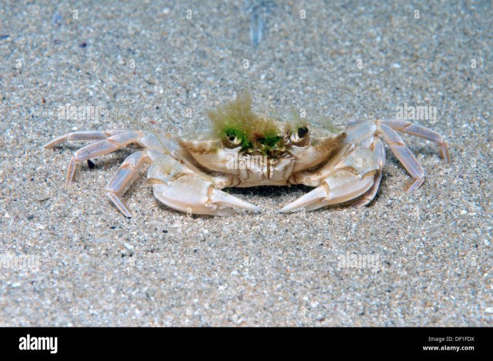 Пауки белые похожие на крабика в подвале