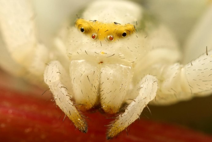 Белый Крабик