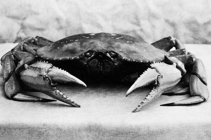 Белый паук краб