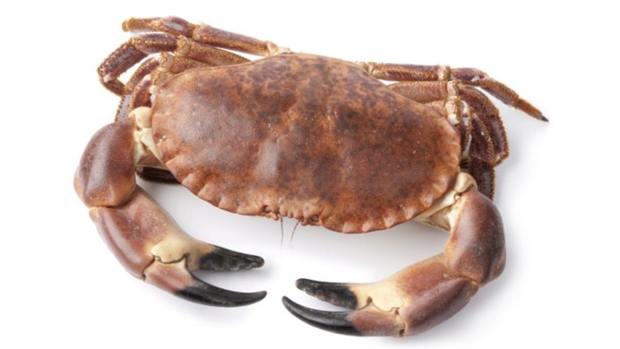 Мохноногий краб