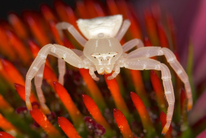 Круглый краб