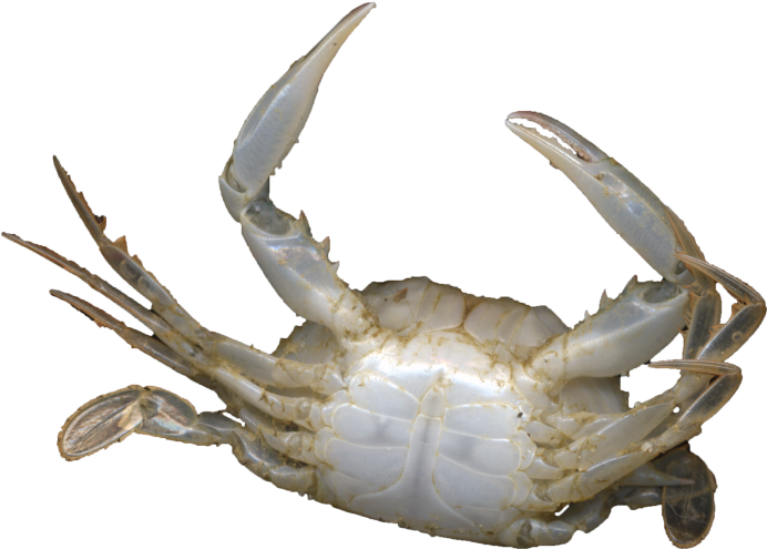 Черноморский краб