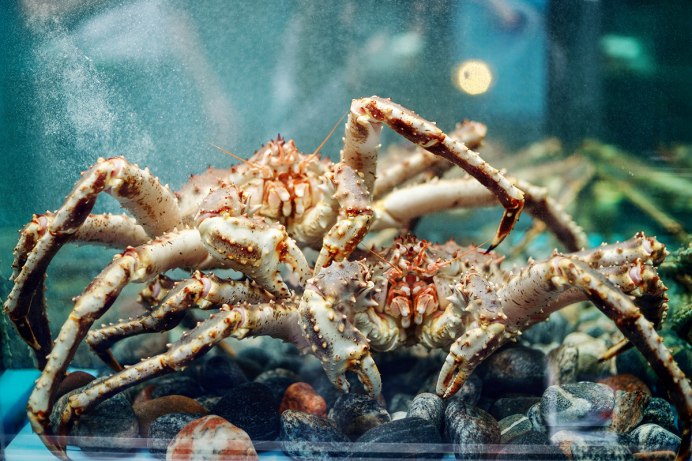 Песочный краб