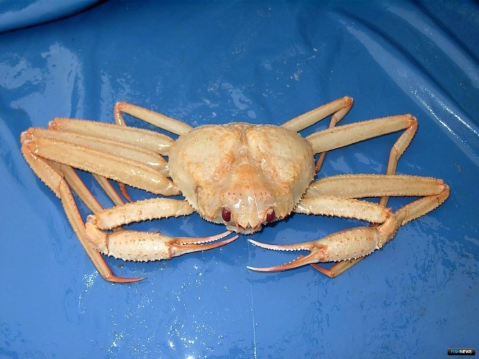 Краб злодей