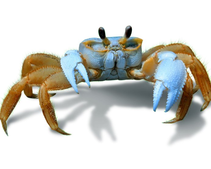 Краб плавунец черного моря