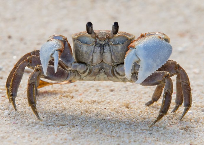 Краб дископлакс Магна