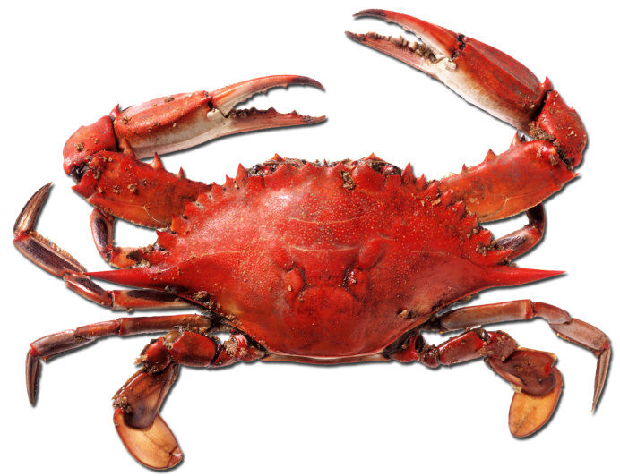 Краб черно белый