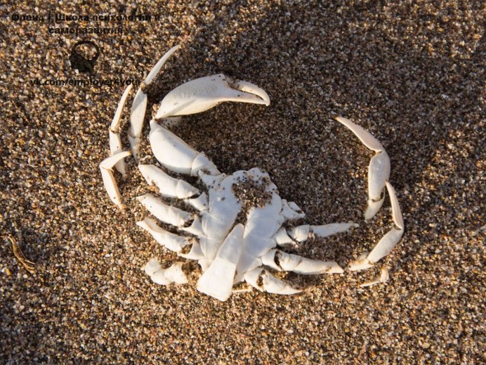 Ведро с крабами