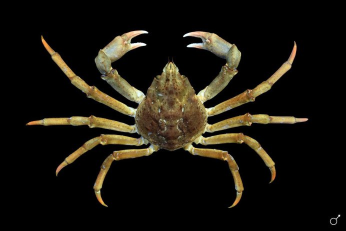 Краб Декапод