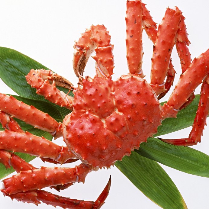 Снежный краб на белом фоне