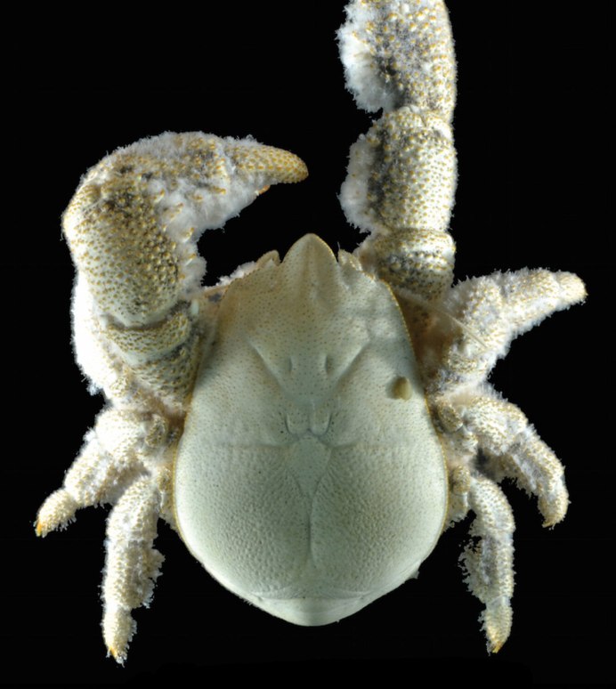 Фуджицу краб